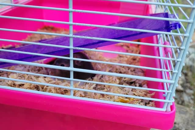 The hamsters were abandoned in a distinctive cage by the side of the road (Pic: Scottish SPCA)