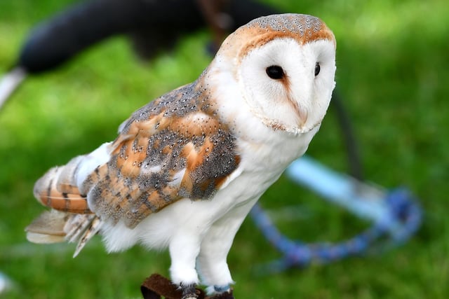 Balrema birds of prey were among the attractions at the popular gala day in Kirkckldy
