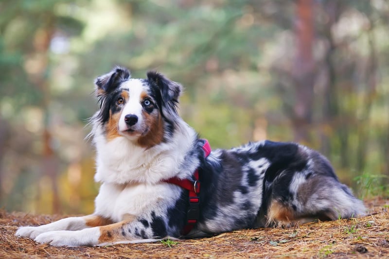 Australian Shepherd fans love the breed's multicoloured coat but unless they are brushed pretty much every day they will leave equally-multicoloured piles of hair all over your house.