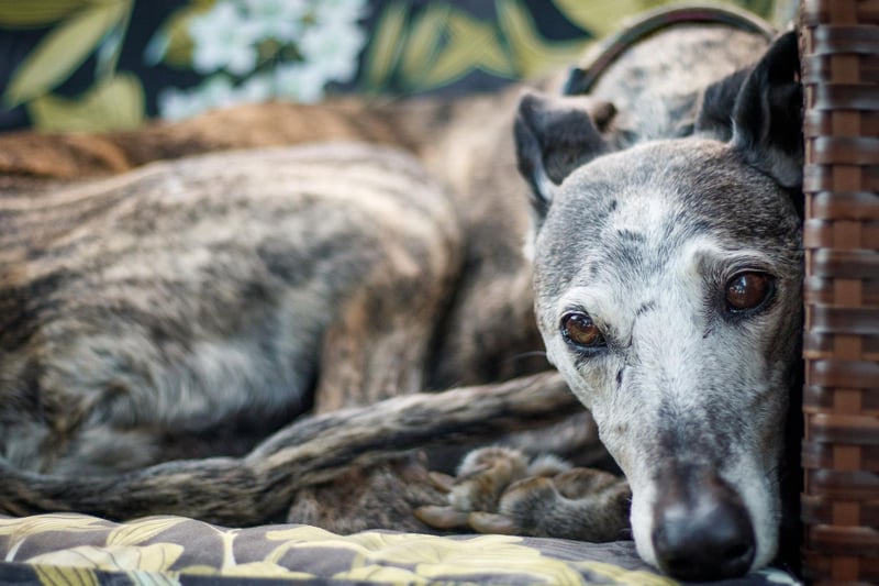 Primarily known for their speed, when Greyhounds aren't racing around the park they are lazy and cuddly couch potatoes with a gentle and affectionate nature that make them wonderful therapy dogs.