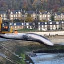 The body of the Sei whale was towed to Burntisland, so it can be properly disposed of.