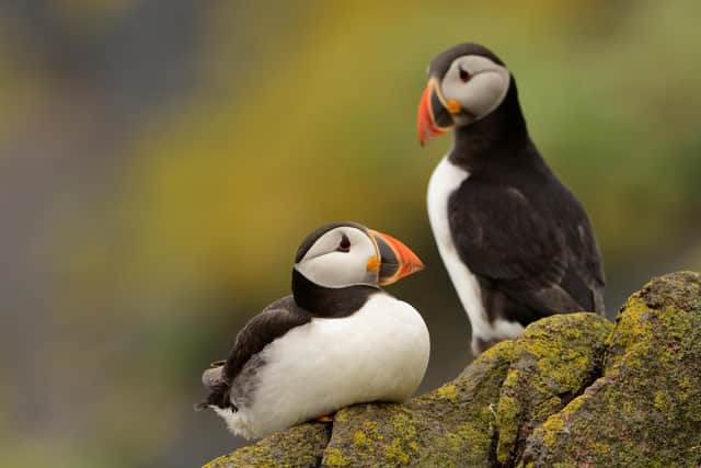 Puffins on the Isle of May | Pic Lorne Gill