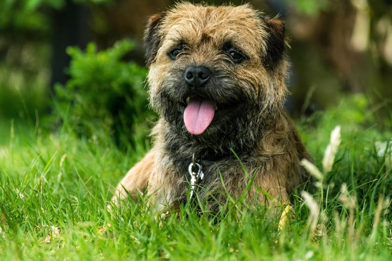 The Border Terrier is an active, adaptable breed which can live in the country or city. Originally bred for fox hunting on the border between Northumberland and Scotland, these dogs are loving, easily trained, and their wiry coat is hypoallergenic:.