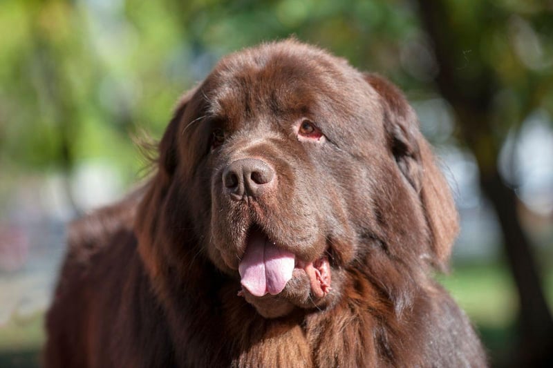 When it comes to dog dental health it tends to be the small breeds - and those with flat faces - that have the worse teeth. Big dogs like the Newfoundland have bigger and better teeth that they find easy to keep clean.