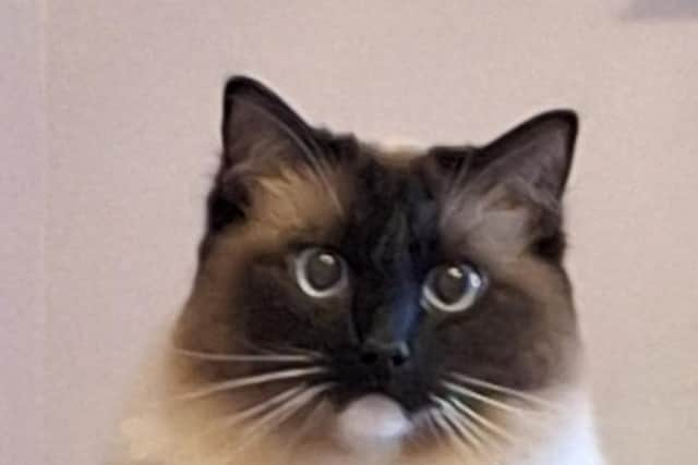 Dalilah the Ragdoll cat will be at Cadham Library with her human from Pets As Therapy as part of the World Book Day events.  (Pic: submitted)