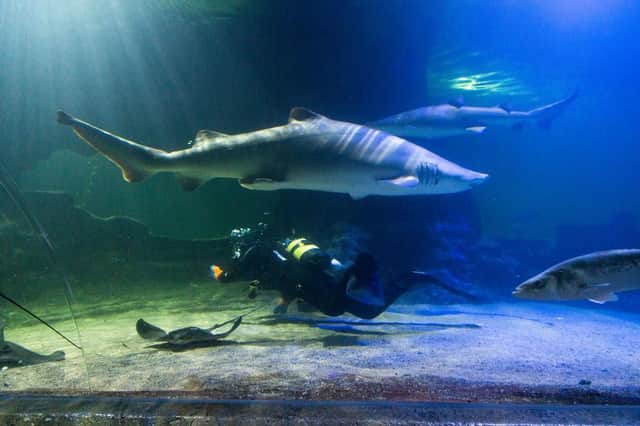 Deep Sea World will open on July 17 for the first time since lockdown began in March