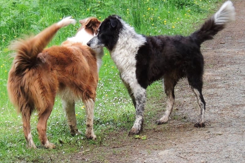 Another empathic herding breed, the Border Collie quickly develops very close relationships with other dogs in its household and is also happy to socialise with new friends.