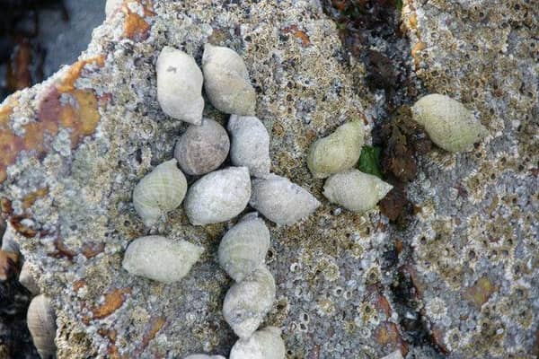 Thousands of dog whelk shells are being sought.
