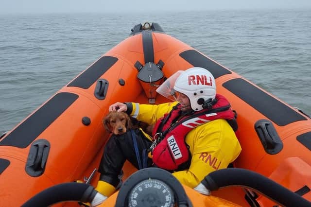 The dog was rescued after being cut off by the tide (Pic: Kinghorn RNLI)