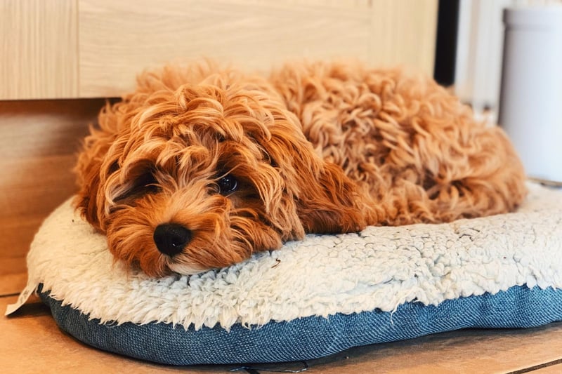 A cross between the Poodle and the Cavalier King Charles Spaniel, Cavapoos have become increasingly popular since they started being deliberately bred in the 1990s. The result is a very cute hypoallergenic lap dog.