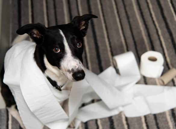 When it comes to toilet training some breeds are far more biddable than others.