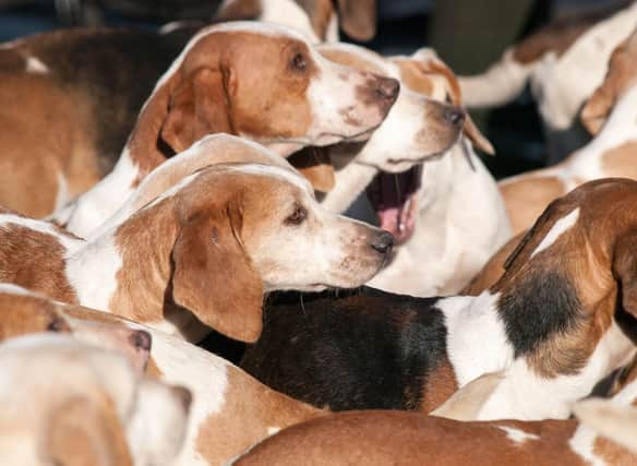 There are a whole range of collective nouns for dog breeds, including a trumpet of beagles - referencing their traditional use as hunting dogs.