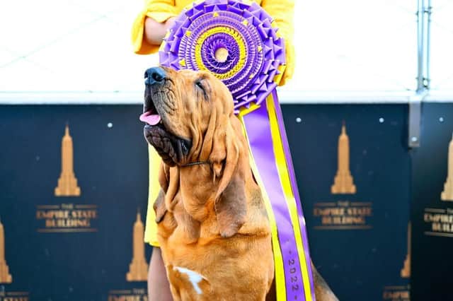 Westminster Dog Show Best in Show Winner Trumpet the Bloodhound and his handler Heather Helmer visit the Empire State Building on June 23.