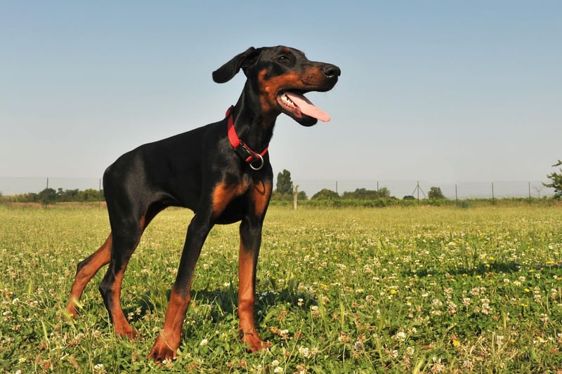 The affectionate and obedient Dobermann can be trained to carry out pretty much any task - including being a skilled and dedicated guide dog.