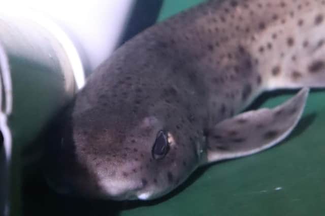 Eight lesser spotted catsharks have a new home at Deep Sea World.  (Pic: Deep Sea World)
