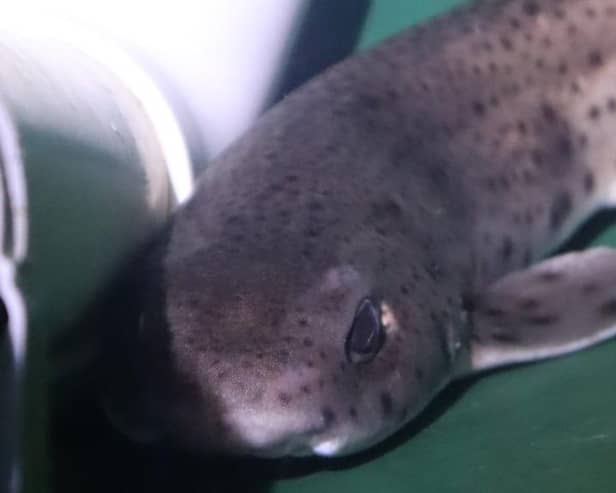 Eight lesser spotted catsharks have a new home at Deep Sea World.  (Pic: Deep Sea World)