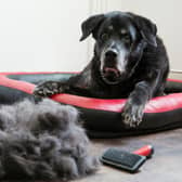 If you have allergies or don't want to spend extra time hoovering, there are certain dog breeds to avoid.