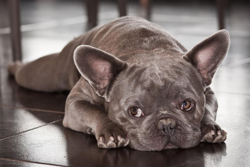 French Bulldogs aren't much fussed about outdoor time but are incredibly affectionate towards their owners. Give them enough alone time and they will suffer psychologically, developing negative character traits.