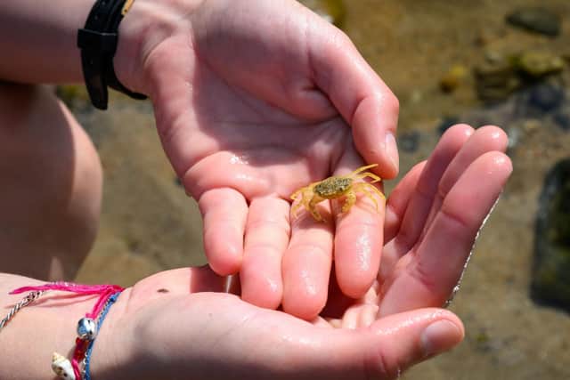 Rock pooling has long been one of Britain’s favourite seaside pastimes (Pic: Ian Georgeson)