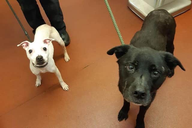 One of her two dogs had to be put down (Pic: Scottish SPCA)