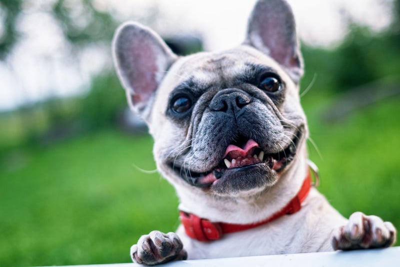 Here are the 10 most popular puppy names for adorable French Bulldogs