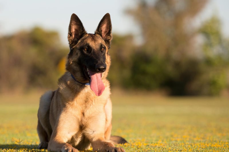 The Belgian Malinois have largely the same attributes as their German Shepherd cousins, but come in a slightly smaller package. The fact that they are more compact can be crucial for missions requiring animals to be parachuted into war zones, or access narrow passages.