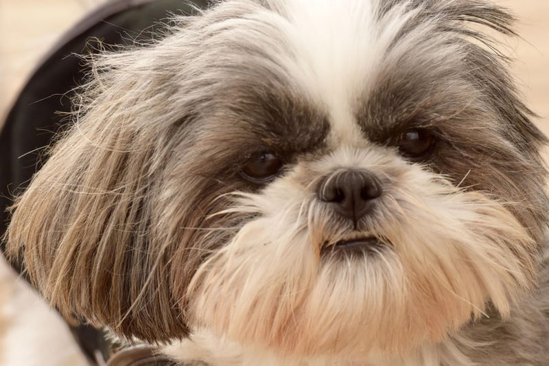 Another breed bred to sit in the laps of royalty - this time in Tibet - the Shih Tzu also sheds very little hair so is a good choice for people with allergies.