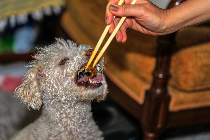 Poodles (of all sizes) are another breed where routine is crucial to avoid any problems with picky eating. It's also important not to overdo the treats - which can also lead to fraught mealtimes.