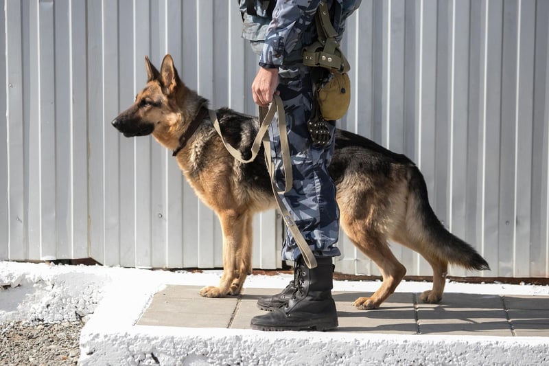 It would perhaps be quicker to list the jobs a German Shepherd can't do. They are the ultimate in working dog, used by the army and police, as therapy dogs, in airports to sniff out drugs, as guard dogs, for personal protection, and numerous other tasks.