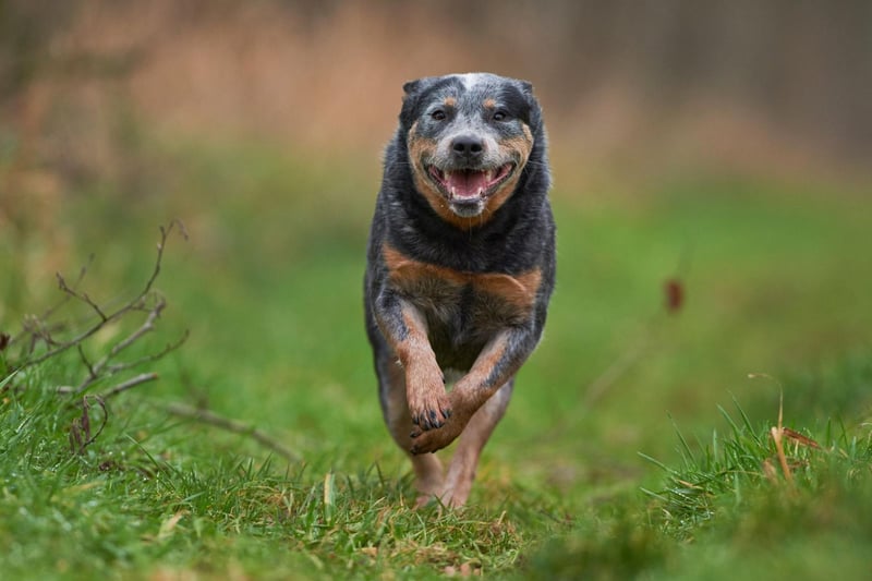 Also known as the Blue Heeler, the Australian Cattle Dog is a favourite for ranchers working in the unforgiving Australian Outback. They take extremes of temperature in their stride and are happy to spend the majority of their time outdoors.