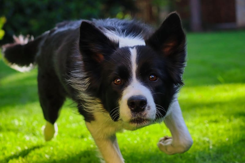 The Border Collie is both the world's most intelligent dog, and one of the most energetic. A lack of constant stimulation can cause them to become aggitated and stressed - meaning housing this dog in a small flat is tantamount to cruelty.