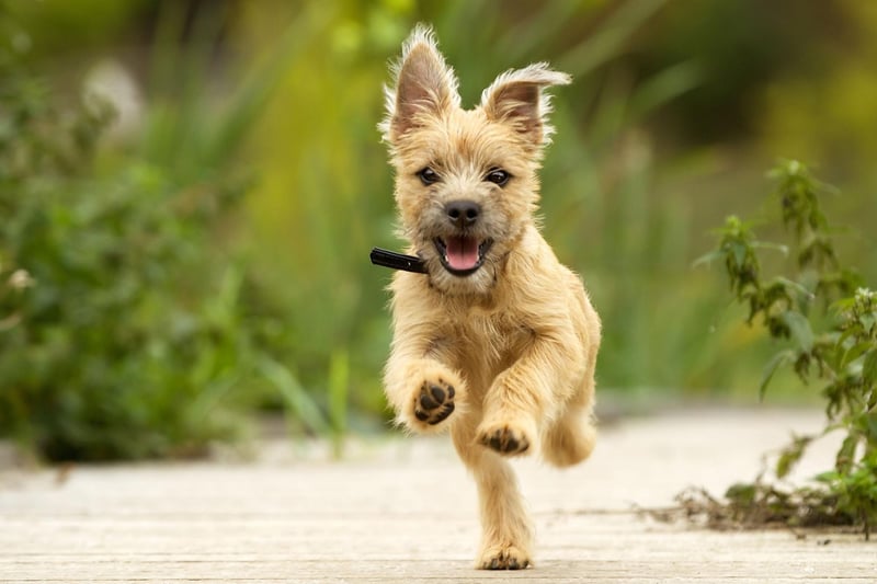 There are no shortage of terriers on this list - and for good reason. Dog breeds like the Cairn Terrier are fiercely intelligent and easily bored. While thas will seldom lead to aggression, they are always on the lookout for something to do and are real bundles of energy.