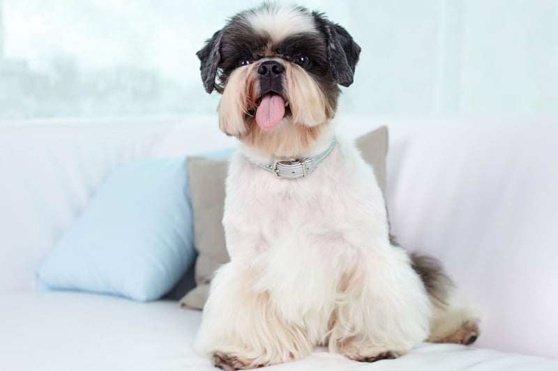 The 10 best dog breeds for people living in a flat or apartment