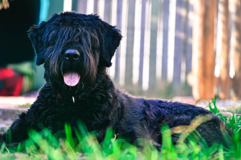 Used as a military dog in their native Belgium, the Bouvier des Flandres are strong-willed and so can be tricky to train. This same attribute makes them fierce protectors who will put everything on the line to keep their owners safe.