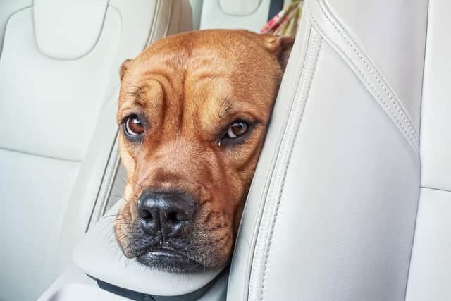 Following a few simple tips can keep your dog dafe and cool on car journeys.