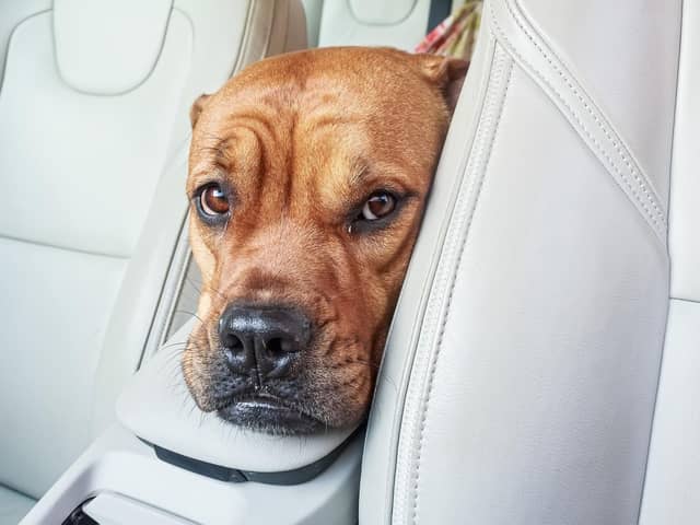 Following a few simple tips can keep your dog dafe and cool on car journeys.