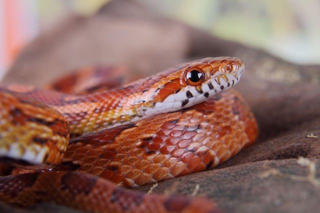 Having a snake in your house would be some people's idea of a nightmare, but for  1 per cent of British households it's a dream. Popular (and safe) breeds include the garter snake and the corn snake.