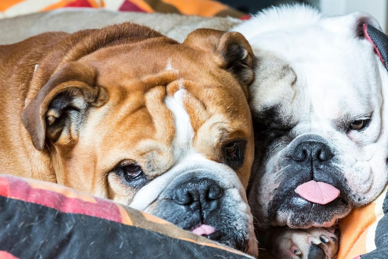Only one Bulldog has ever been named Best in Show at Crufts. In 1952 a Bulldog called Noways Chuckles, owned by John T. Bernard, triumphed at the world's most famous dog show.