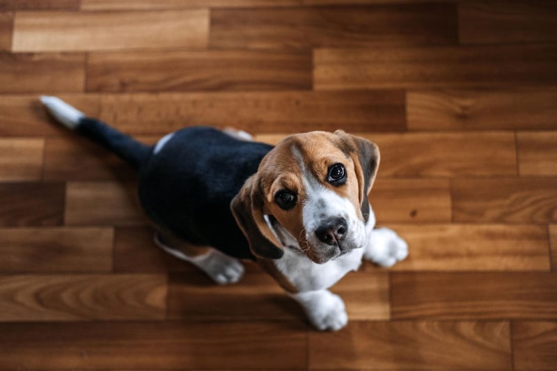Bred to hunt in packs, Beagles naturally bond with other dogs and are loyal to the pack leader - it's owner. They also develop deep relationships with children that will last for the rest of the dog's life.