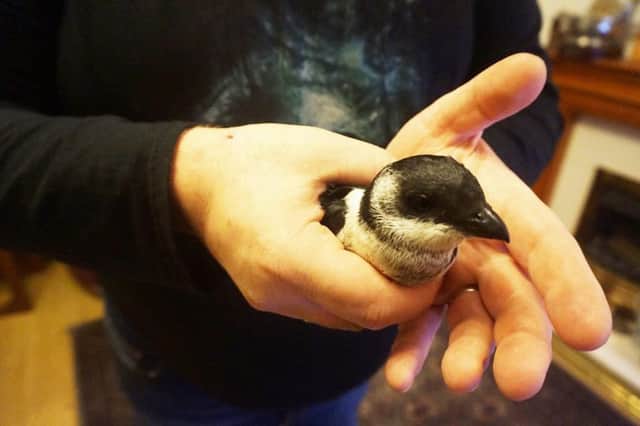A little auk, found in Len Low's hen house