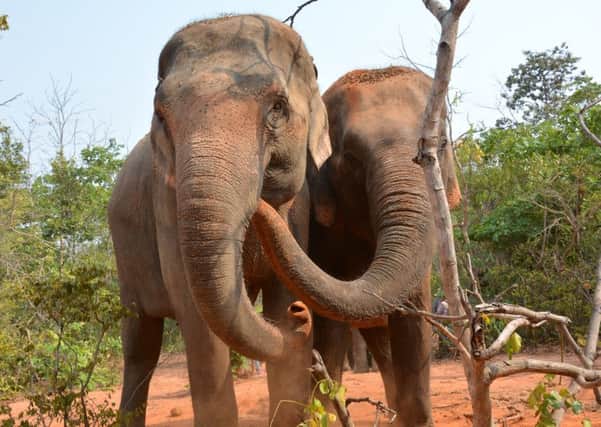 Ailsa and Bruce worked with Asian elephants in their natural environment at the Surin Project in Thailand.