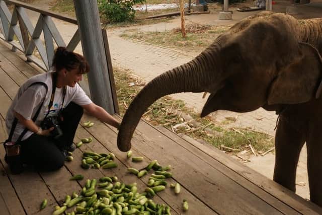Feeding time for one of the elephants at the Surin Project in Thailand.