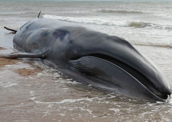 Investigations have shown that a pod of whales stranded in Fife had high concentrations of toxic chemicals, some of which had reached the mammals brains.