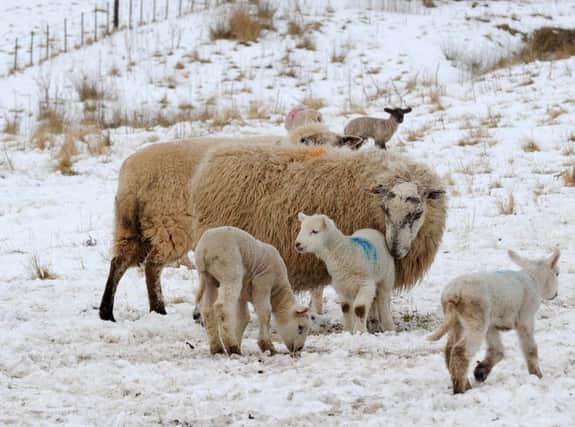 Lambing season is getting under way