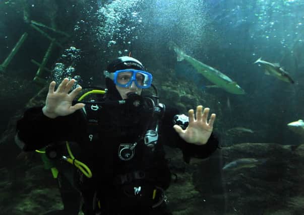 Flyers player Patrick Cullen swims with sharks in aid of CHAS. Pictures by Fife Photo Agency.