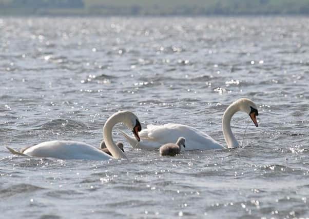 Mute swans on Loch Leven