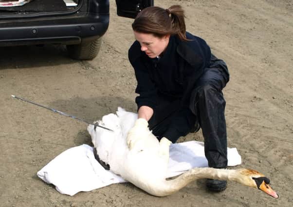 Inspector Sarah Gregory with the injured swan. Credit: Scottish SPCA