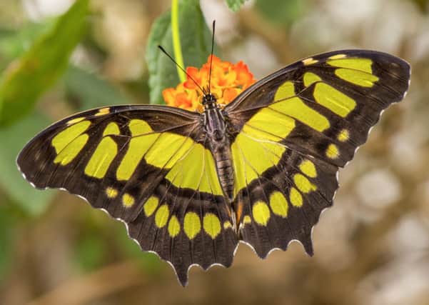 Tropical butterflies pictured at St Andrews Botanic Garden Tropical Butterfly Experience which opened March 25, 2016.
FULL CREDIT: Abi Warner Photography
