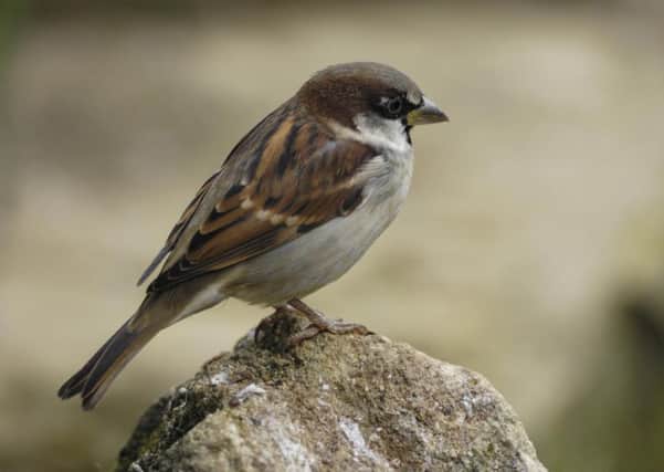 House sparrows remain the number one bird in Fife gardens, according to the results of the 2016 Big Garden Birdwatch. (Ray Kennedy, RSPB-images.com)