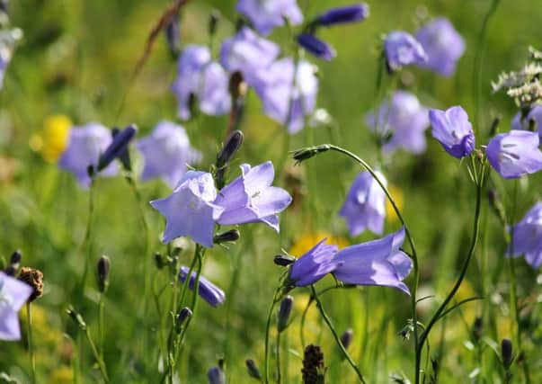 Wild bluebells are under threat from a Spanish variety introduced as a garden plant.